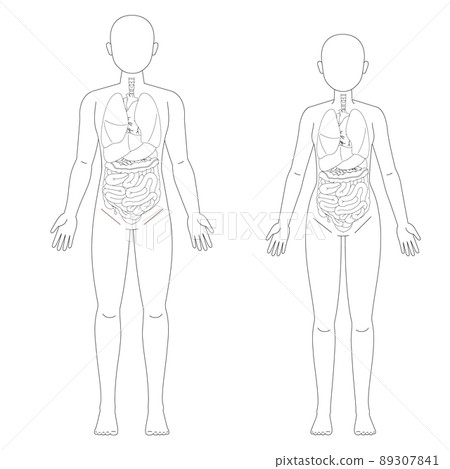 男性和女性的解剖學和器官 男性和女性的解剖學和器官 89307841