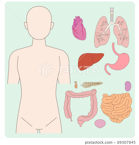 從前面可見的人體圖和器官 從前面可見的人體圖和器官 89307845