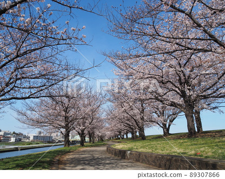 荒川赤羽 Sakuratsutsumi Greenery Cherry Blossoms 89307866