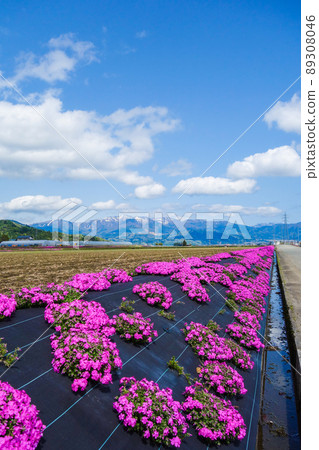 Moss phlox scenery in Ono City, Fukui Prefecture, where you can get a glimpse of Kyogatake 89308046