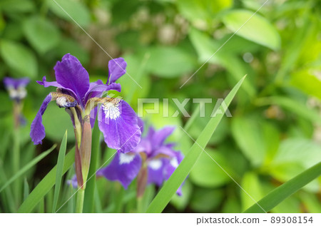 Purple iris flowers on the background of green leaves Purple iris flowers on the background of green leaves 89308154