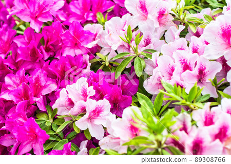 Azalea 89308766