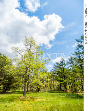 初夏風光 落葉鬆的鮮綠 初夏風光 落葉鬆的鮮綠 89308786