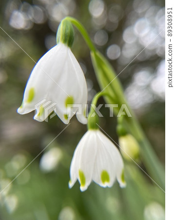 《Hiratsuka City / Hanana Garden》 Lily of the valley blooming in spring 《Hiratsuka City / Hanana Garden》 Lily of the valley blooming in spring 89308951
