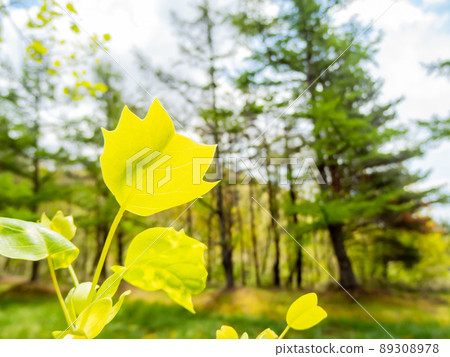 Early summer scenery: Fresh young leaves of tulip tree Early summer scenery: Fresh young leaves of tulip tree 89308978