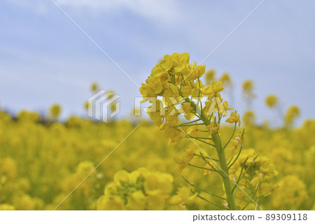 Irago Nanohana Garden, Aichi Prefecture Rape blossoms 89309118