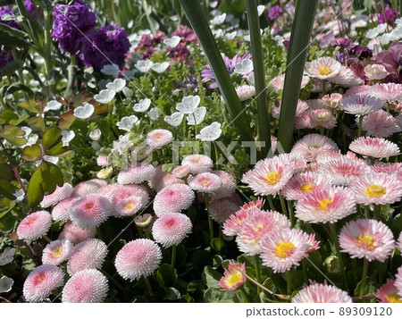 《橫濱里山庭園》春天的花壇，盛開的鮮花 89309120