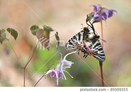 禮物的交配 89309355