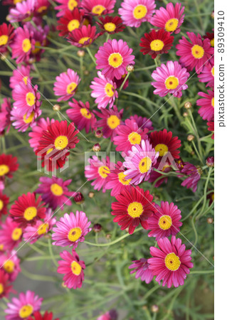 Marguerite daisy 89309410