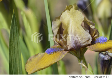 Standard dwarf iris Gingerbread man 89309412