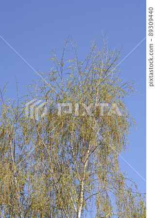 Common birch 89309440