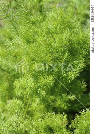 Love-in-a-mist Shorty Blue Love-in-a-mist Shorty Blue 89309444