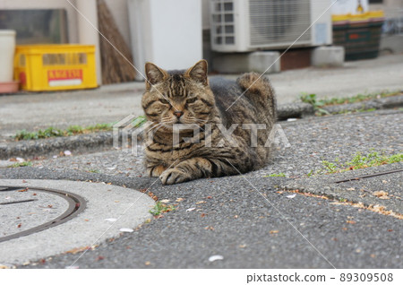 A cat that glare in the alley 89309508