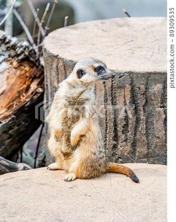 A cute and fun meerkat A cute and fun meerkat 89309535
