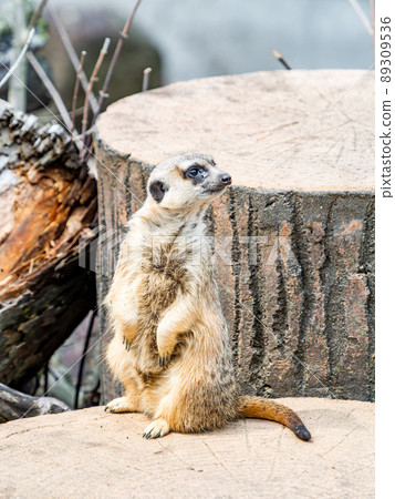 A cute and fun meerkat 89309536
