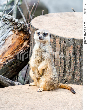 A cute and fun meerkat A cute and fun meerkat 89309537