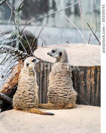 Two cute and fun meerkats Two cute and fun meerkats 89309545