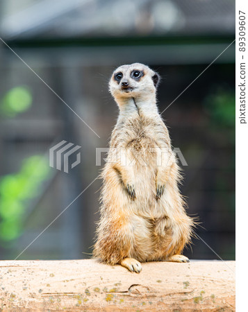 一隻可愛有趣的貓鼬 89309607