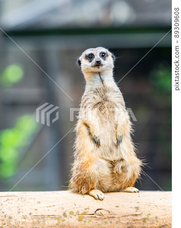 一隻可愛有趣的貓鼬 89309608