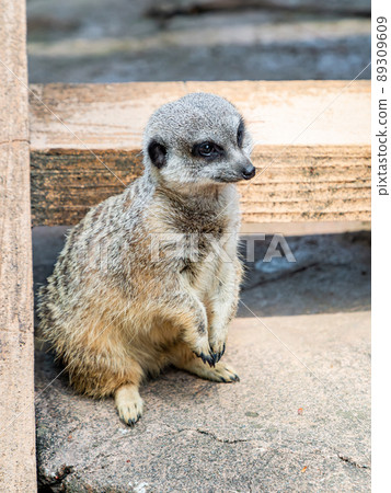 一隻可愛有趣的貓鼬 89309609