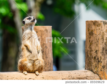 一隻可愛有趣的貓鼬 89309629