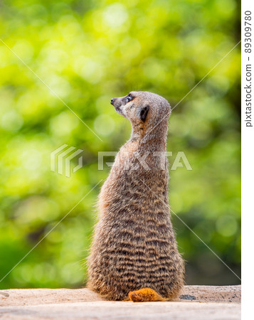 A cute and fun meerkat A cute and fun meerkat 89309780