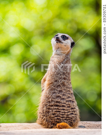 A cute and fun meerkat A cute and fun meerkat 89309781