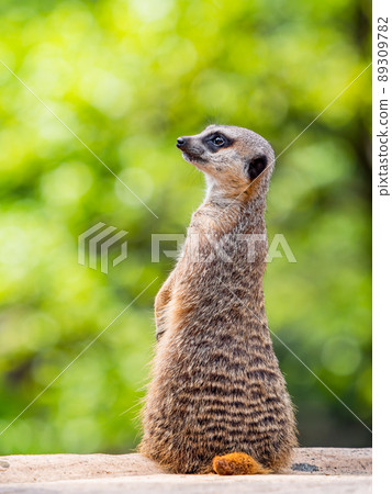 A cute and fun meerkat A cute and fun meerkat 89309782