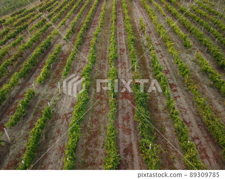 Aerial view of vineyards field plantation on sunset. Cinematic drone aerial view on Green highland valley countryside. Eco farming in wild nature landscape. Tourism, travel concept. Aerial view of vineyards field plantation on sunset. Cinematic drone aerial view on Green highland valley countryside. Eco farming in wild nature landscape. Tourism, travel concept. 89309785