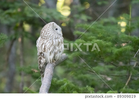 A young owl with a kyoton 89309819