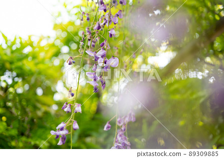 富士花也是美麗的愛花 富士花也是美麗的愛花 89309885