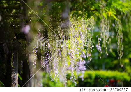 Fuji flowers are also beautifully loved flowers Fuji flowers are also beautifully loved flowers 89309887
