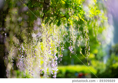 Fuji flowers are also beautifully loved flowers Fuji flowers are also beautifully loved flowers 89309889