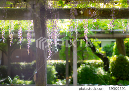 富士花也是美麗的愛花 富士花也是美麗的愛花 89309891