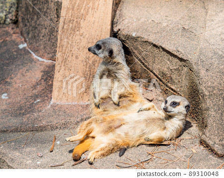 Cute and fun meerkats with two sunbathing Cute and fun meerkats with two sunbathing 89310048