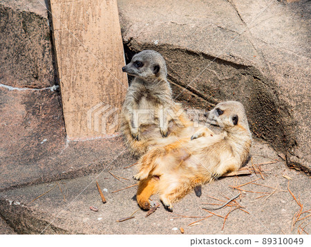 Cute and fun meerkats with two sunbathing 89310049