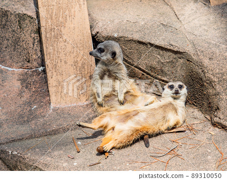 Cute and fun meerkats with two sunbathing Cute and fun meerkats with two sunbathing 89310050