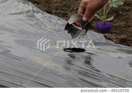Seedless watermelon seedling planting work 89310709