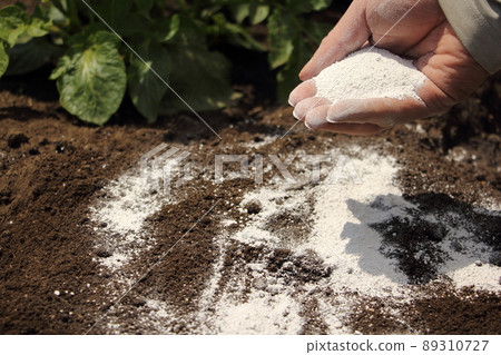 Lime in the field 89310727