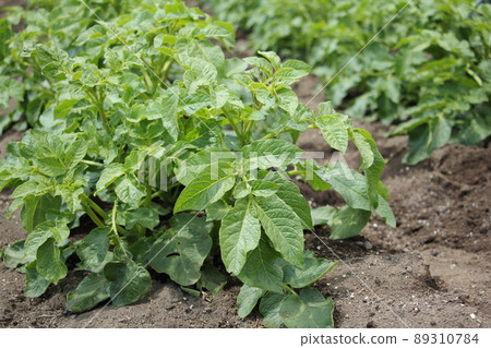 Potato field 89310784