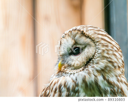 Somewhere humorous cute owl 89310803