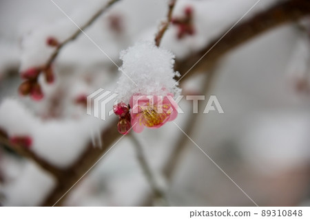 Snow and plum 89310848