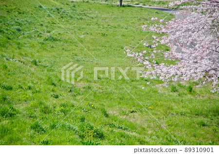 Sakura in full bloom with bright spring sunshine shining in a pleasant blue sky Sakura in full bloom with bright spring sunshine shining in a pleasant blue sky 89310901