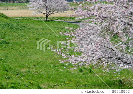 Sakura in full bloom with bright spring sunshine shining in a pleasant blue sky Sakura in full bloom with bright spring sunshine shining in a pleasant blue sky 89310902