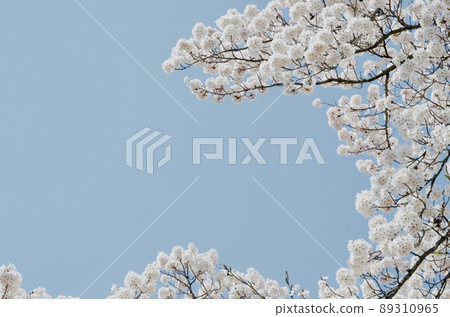 Sakura in full bloom with bright spring sunshine shining in a pleasant blue sky 89310965