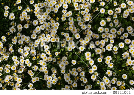 Annual Daisies (Bellis Annua) In A Meadow 89311001