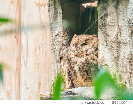 某處幽默可愛的貓頭鷹 89311044