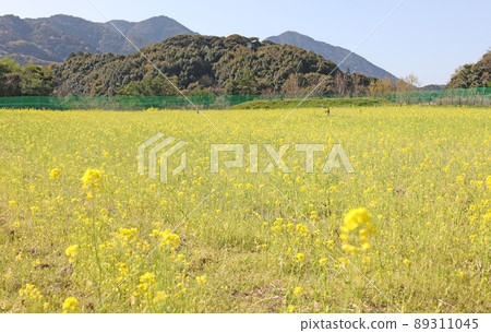 油菜田 89311045