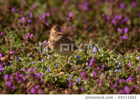 Lark Japanese wild birds 89311081