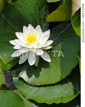 Water lily Water lily 89311096